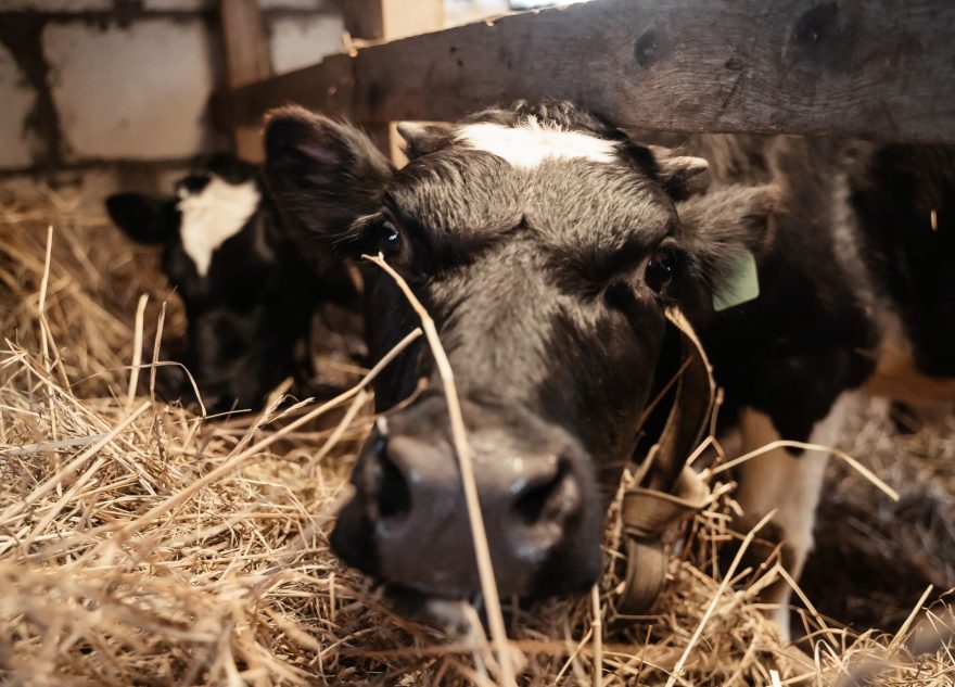 В Тверской области продолжают поддерживать сельхозпроизводителей в сфере животноводства и товарного рыбоводства