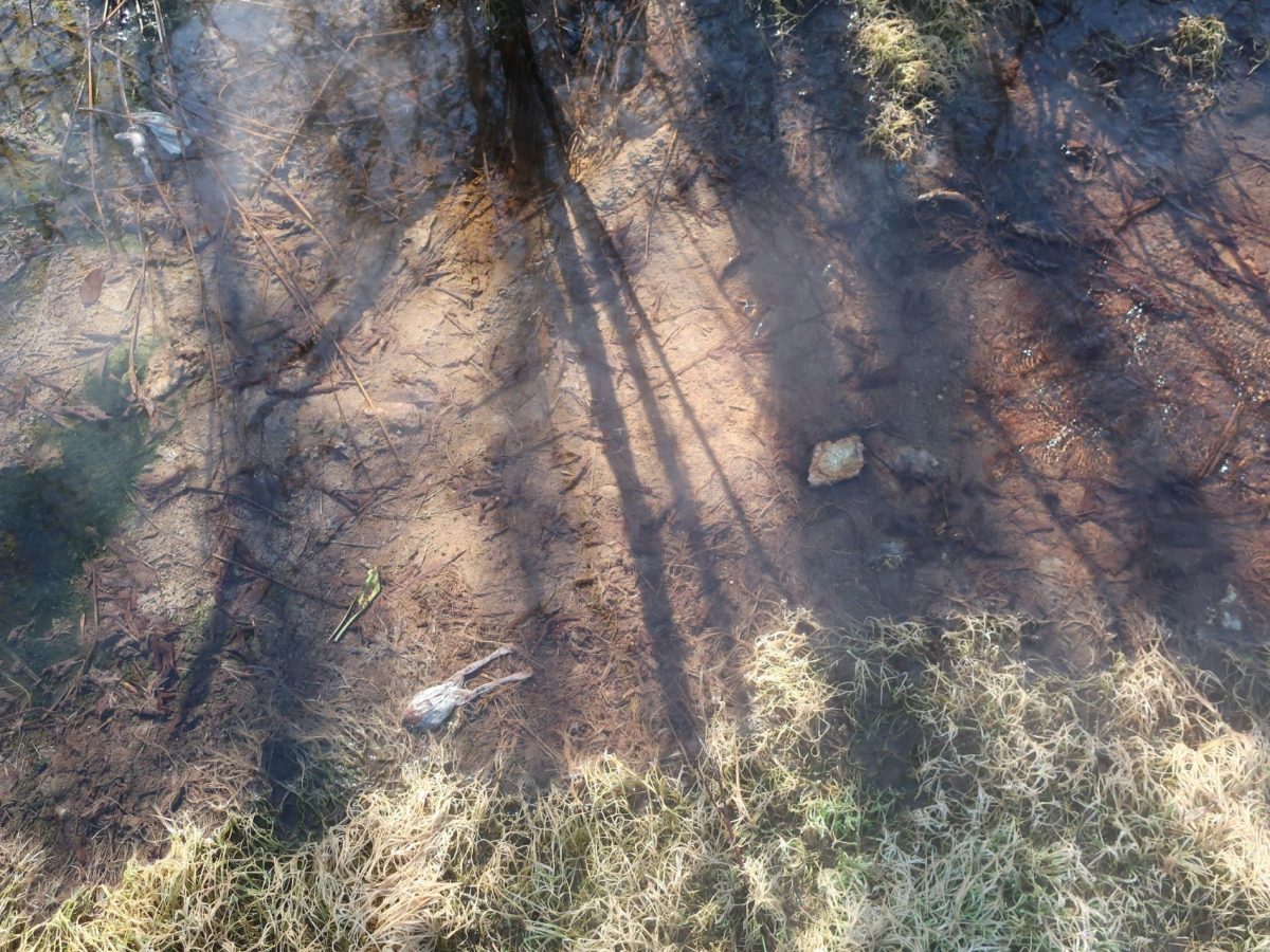 В тверской луже-ловушке варятся заживо тритоны из Красной книги  