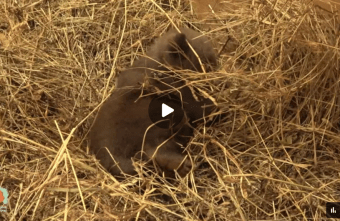 В Тверской области сняли видео, как медвежонок учится ходить