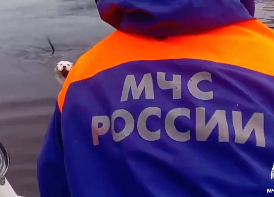 В Твери спасли пса, который упал в реку