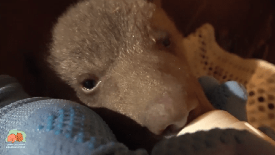 В Тверскую область привезли спасенную медведицу Дину В Тверскую область привезли спасенную медведицу Дину