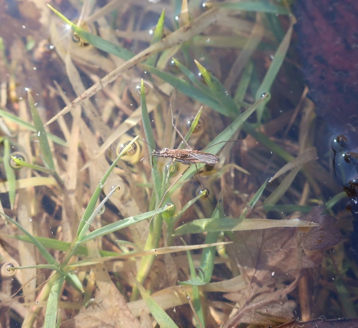 В тверской луже-ловушке варятся заживо тритоны из Красной книги  