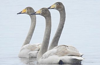 В Тверской области заметили краснокнижных лебедей