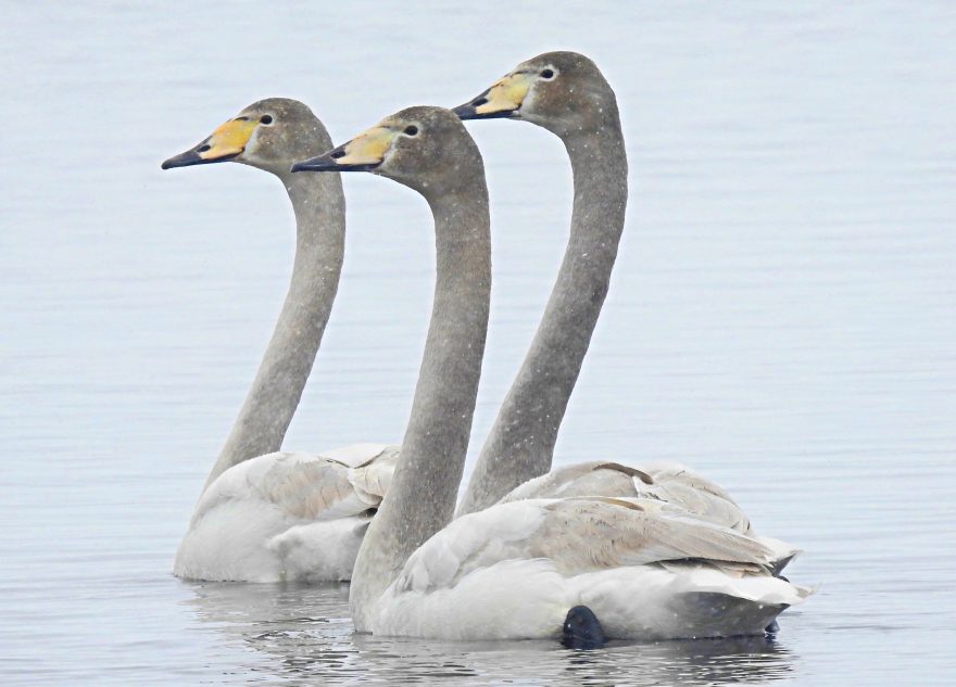 В Тверской области заметили краснокнижных лебедей