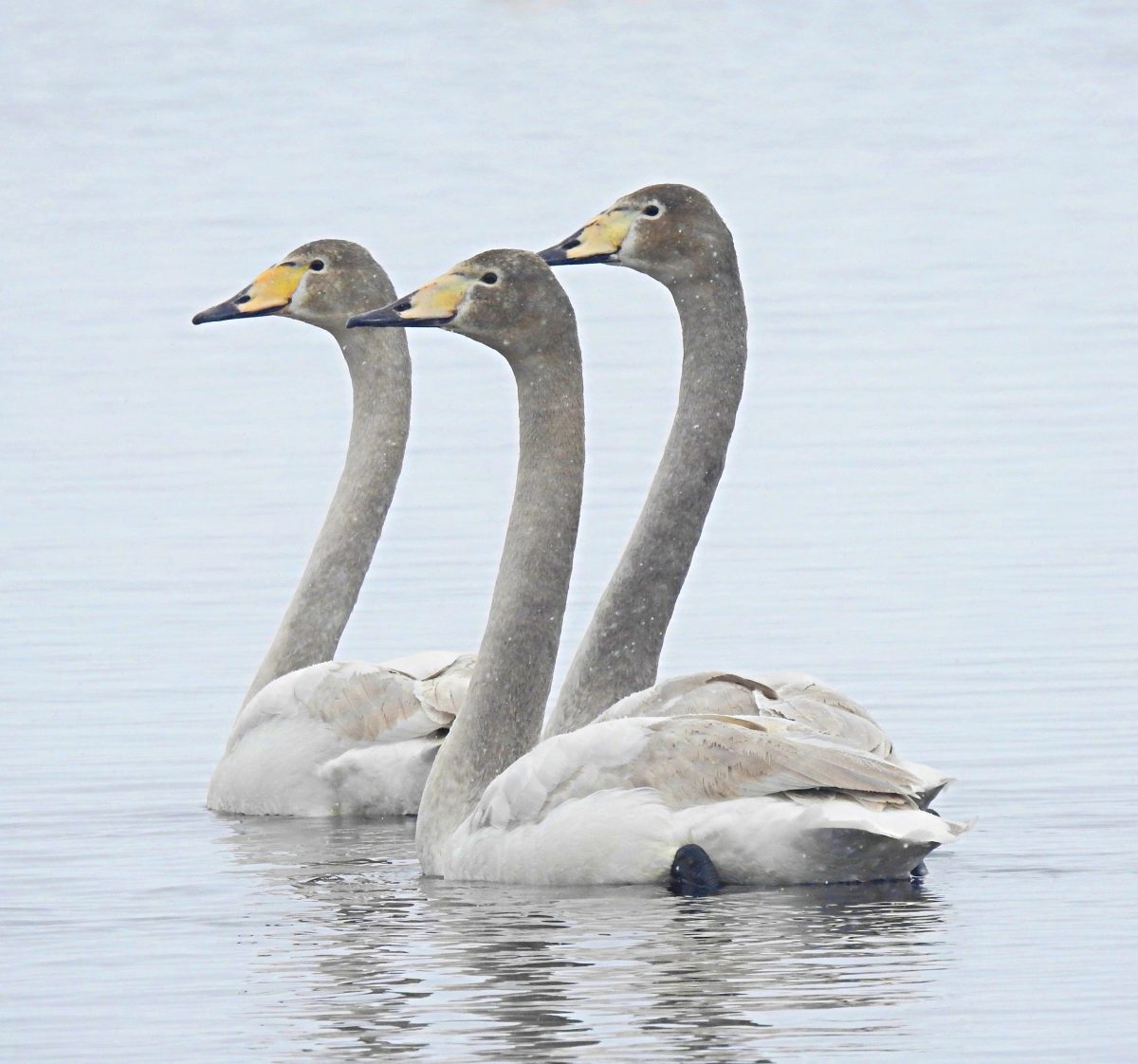 В Тверской области заметили краснокнижных лебедей