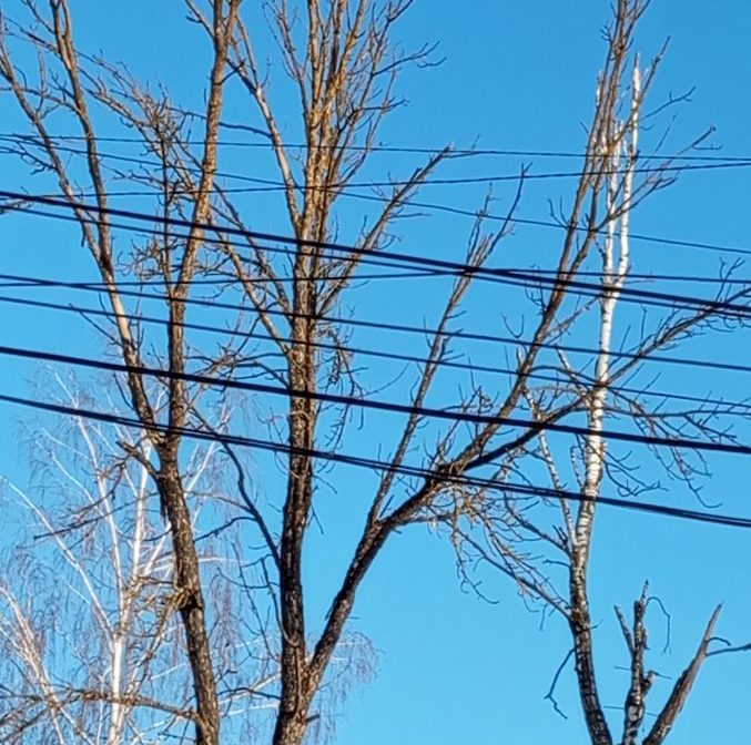 Жители Тверской области гадают, как именно выбирают деревья для обработки