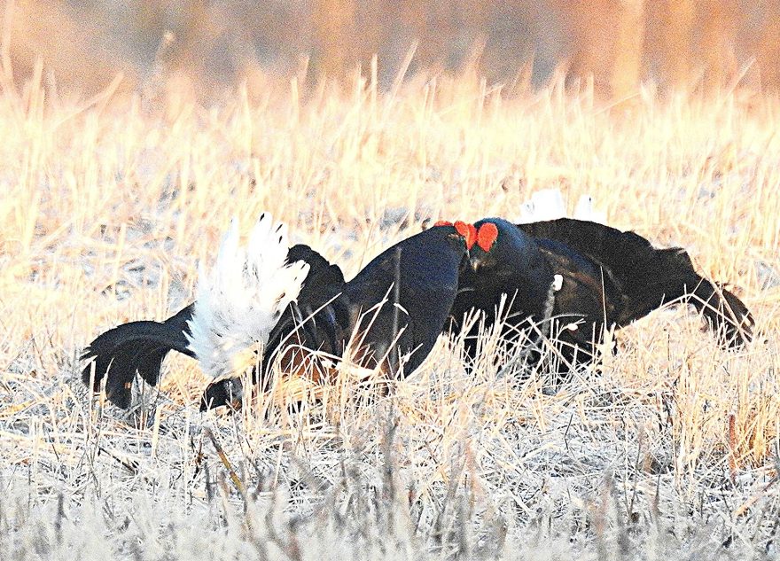 Тетерева в Тверской области устраивают бои за своих дам