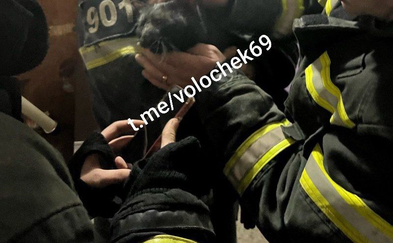 В Тверской области спасатели спасли жизнь котенку