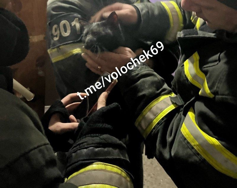 В Тверской области спасатели спасли жизнь котенку