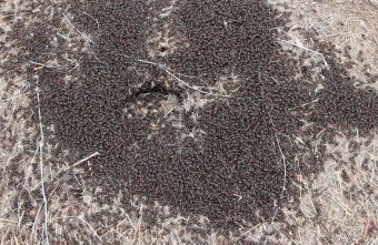 В Тверской области тысячи муравьев образуют круги смерти В Тверской области тысячи муравьев образуют круги смерти