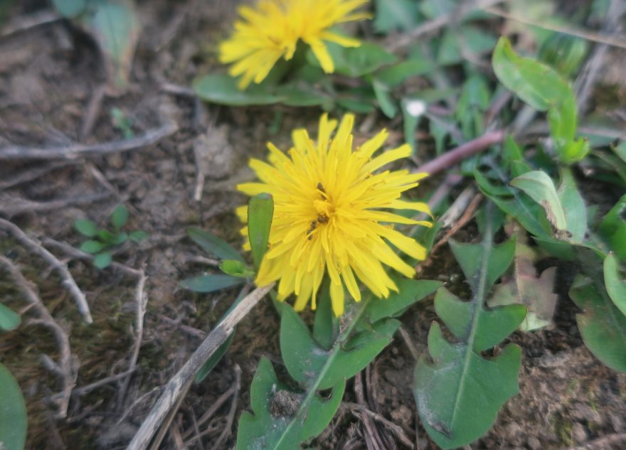 Тверь утопает в золотом море одуванчиков