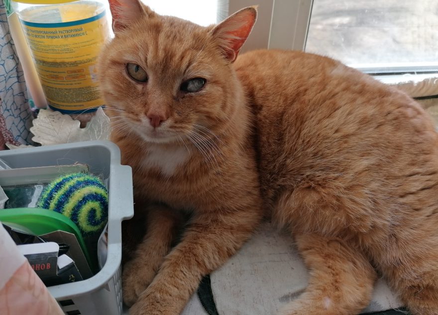 В Тверской области котенок может остаться без глаза