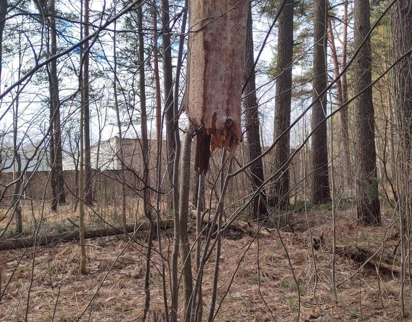 Парящее дерево заметили в лесу жители Тверской области