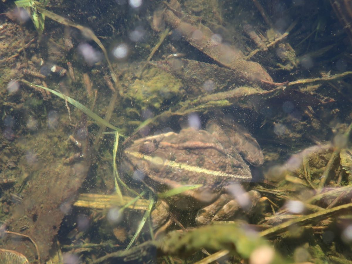 В тверской луже-ловушке варятся заживо тритоны из Красной книги  