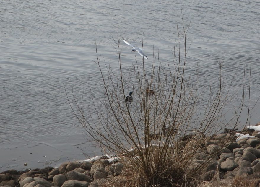 В этом году в Тверской области миграция птиц пошла наперекосяк