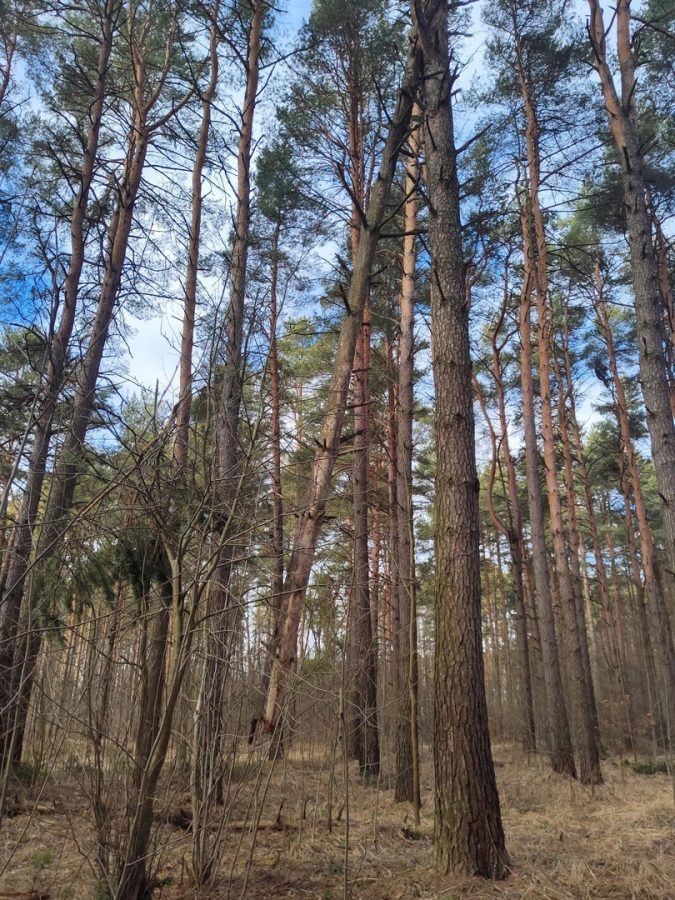 Парящее дерево заметили в лесу жители Тверской области