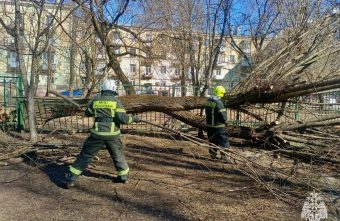Крупное дерево рухнуло на территорию детского сада в Тверской области