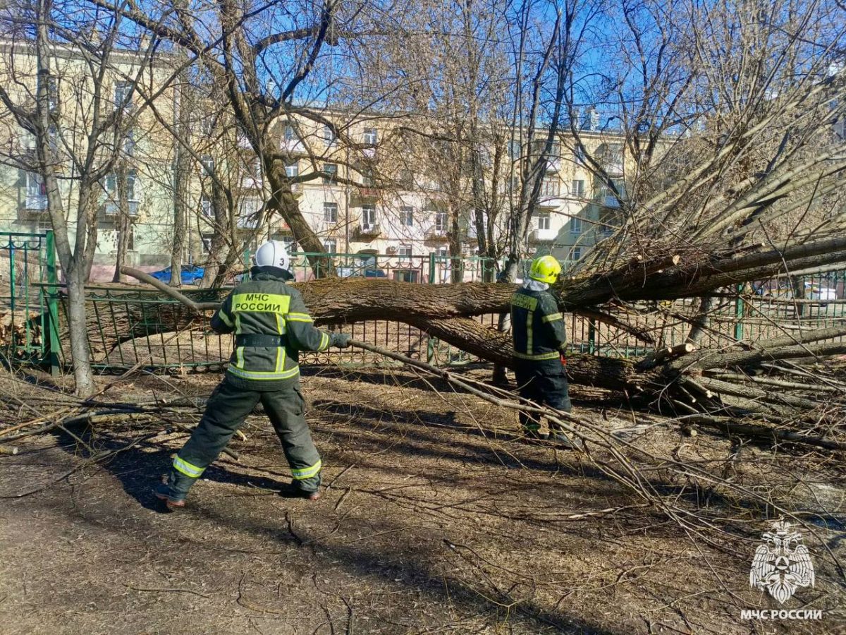 Крупное дерево рухнуло на территорию детского сада в Тверской области