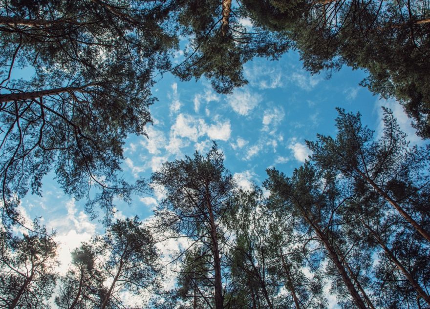 В «Яндекс Карты» вносят данные об особо охраняемых природных территориях Тверской области