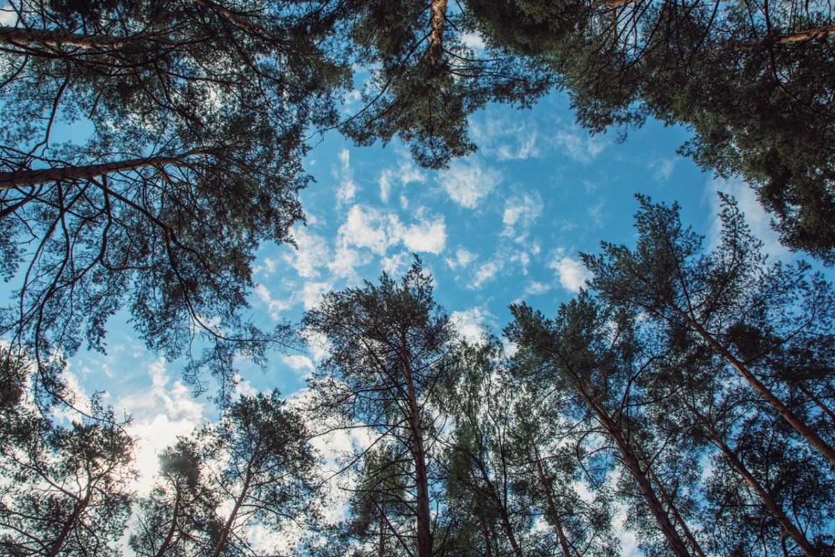 В «Яндекс Карты» вносят данные об особо охраняемых природных территориях Тверской области