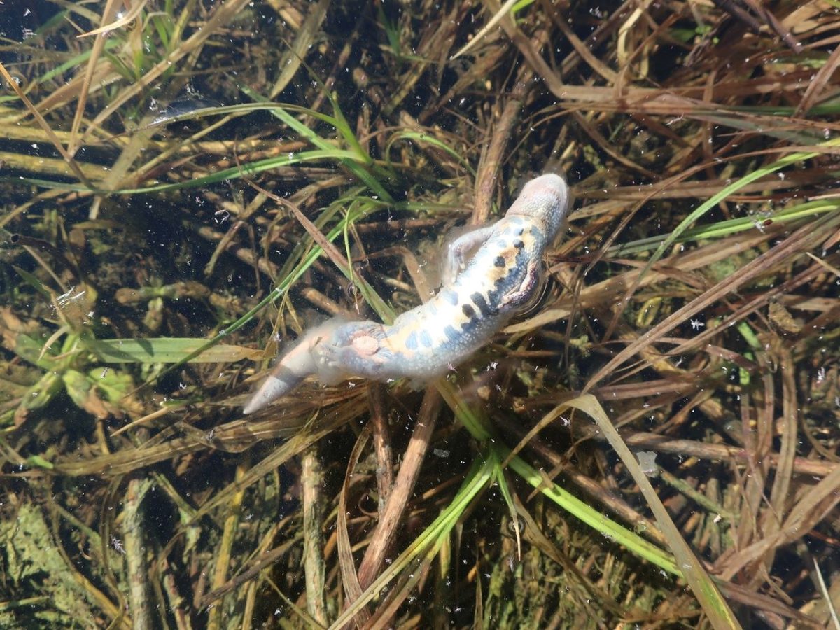 В тверской луже-ловушке варятся заживо тритоны из Красной книги  