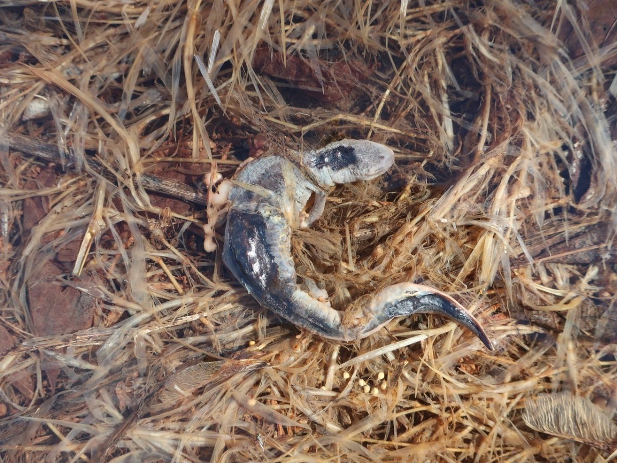 В тверской луже-ловушке варятся заживо тритоны из Красной книги  