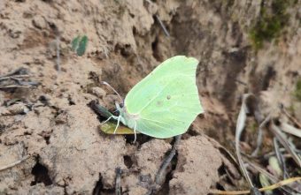 Необычные насекомые ищут тепло в Тверской области Необычные насекомые ищут тепло в Тверской области
