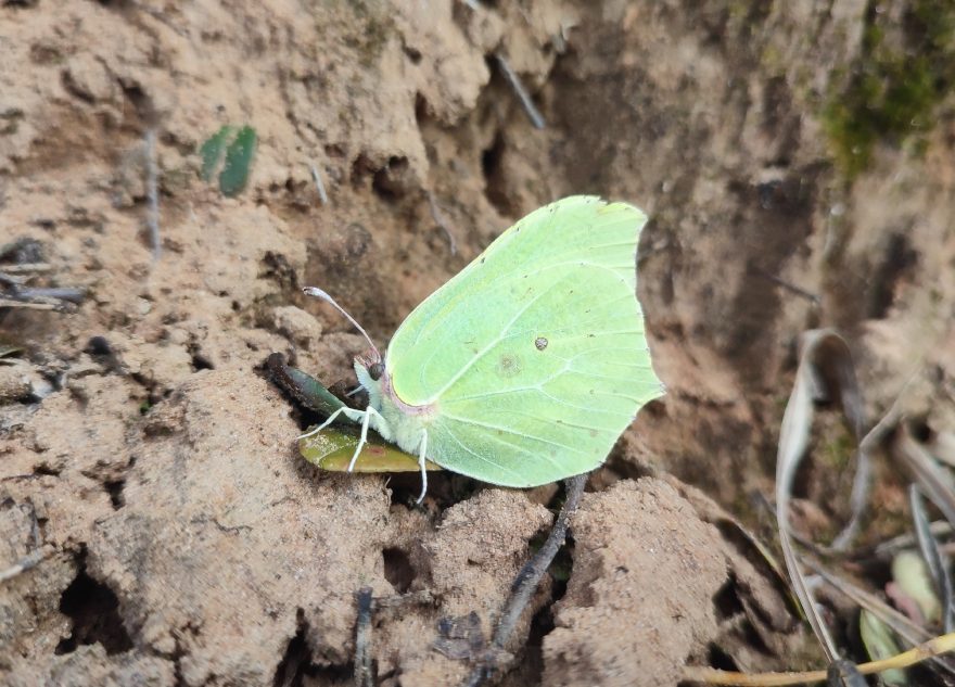 Необычные насекомые ищут тепло в Тверской области