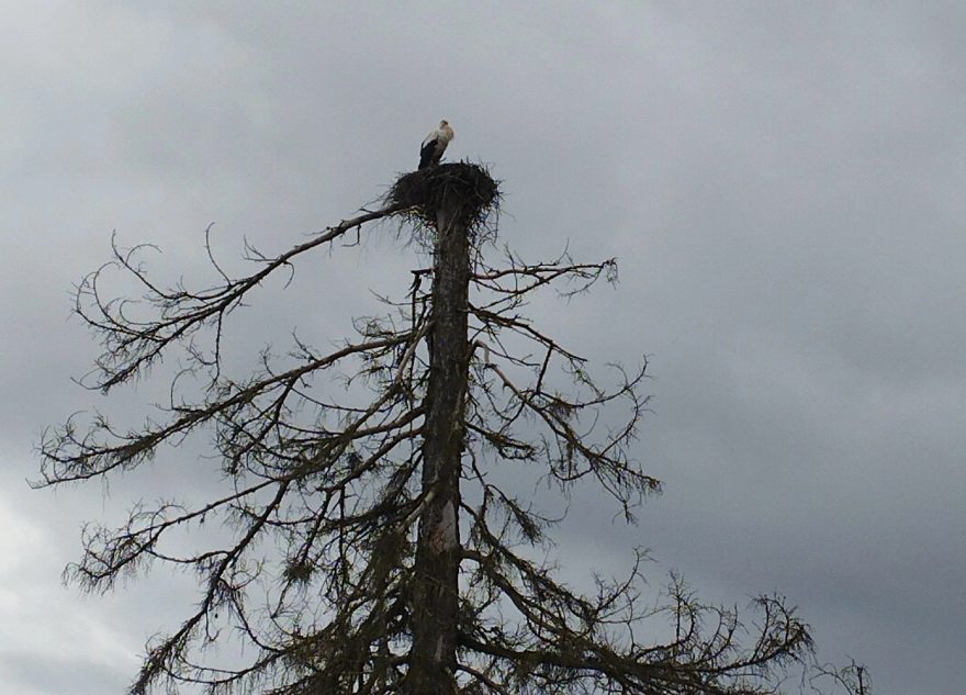 В Тверскую область прилетел первый аист