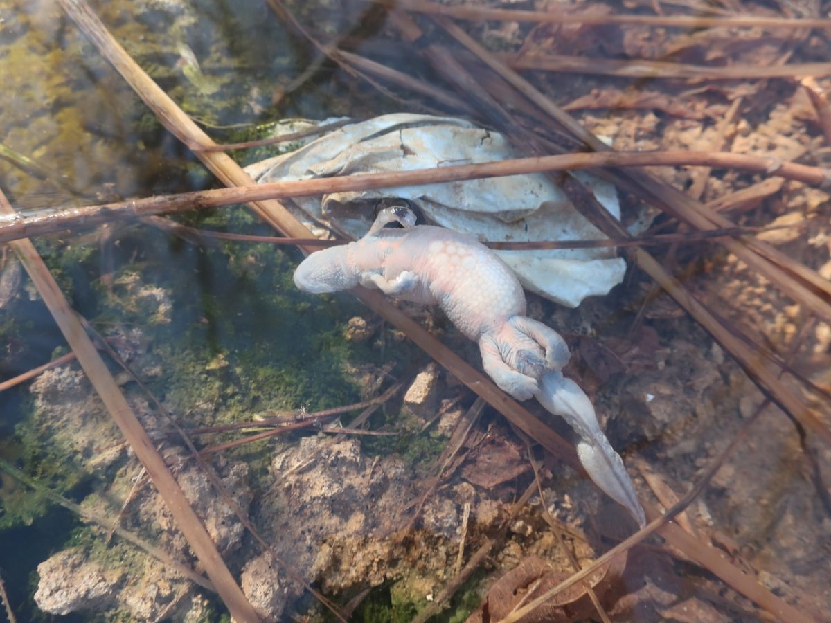 В тверской луже-ловушке варятся заживо тритоны из Красной книги  