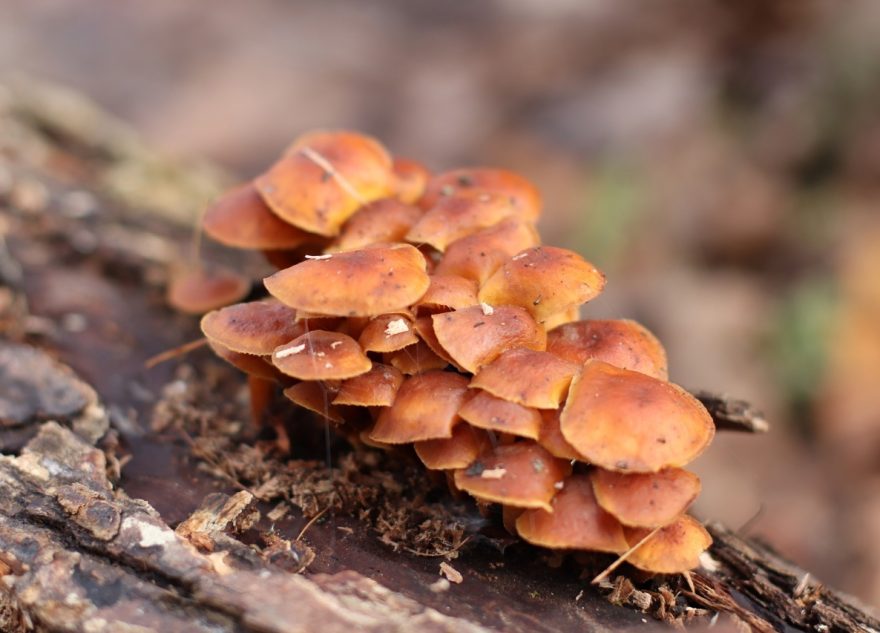 В марте в Тверской области растут удивительные целебные грибы