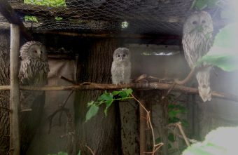 В Тверской области три года готовили к выпуску детей Мадам Муромской В Тверской области три года готовили к выпуску детей Мадам Муромской