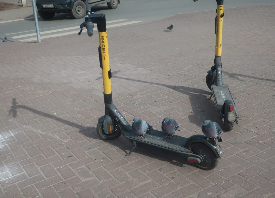 В Твери были замечены пернатые самокатчики