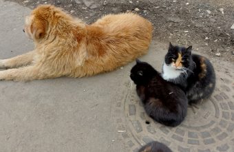 Жители Тверской области рассказали, как пёс подружился с местными кошками