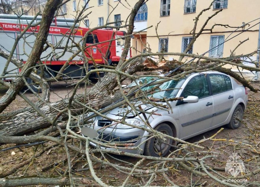 В Твери ветер валит деревья прямо на машины