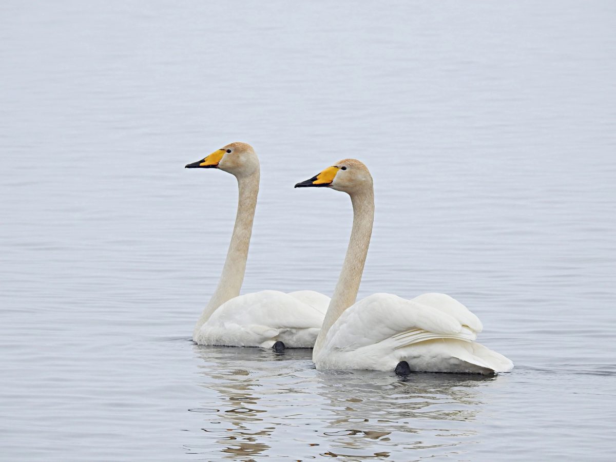 В Тверской области сняли на видео свадебный танец лебедей