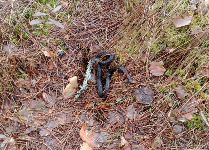 В Тверской области раньше времени проснулись гадюки