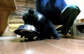 Медвежатам-сиротам дали ласковые имена в Тверской области Медвежатам-сиротам дали ласковые имена в Тверской области