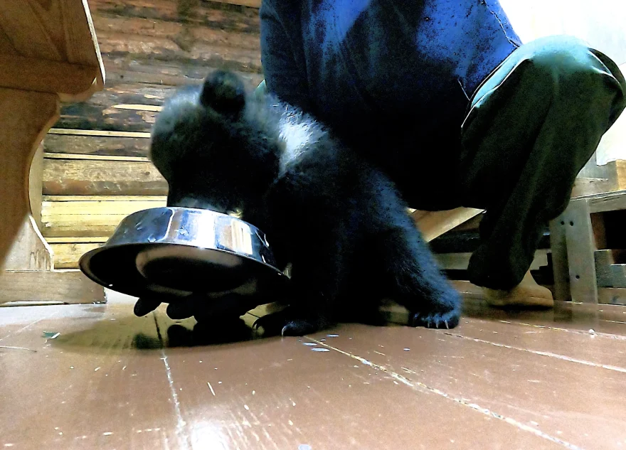 Медвежатам-сиротам дали ласковые имена в Тверской области