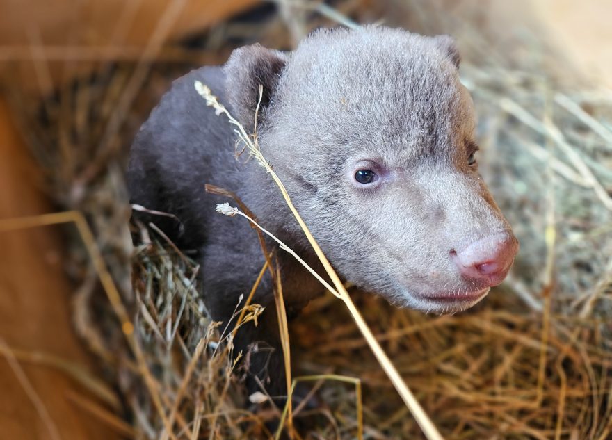 В Тверскую область везут брошенного матерью медвежонка В Тверскую область везут брошенного матерью медвежонка
