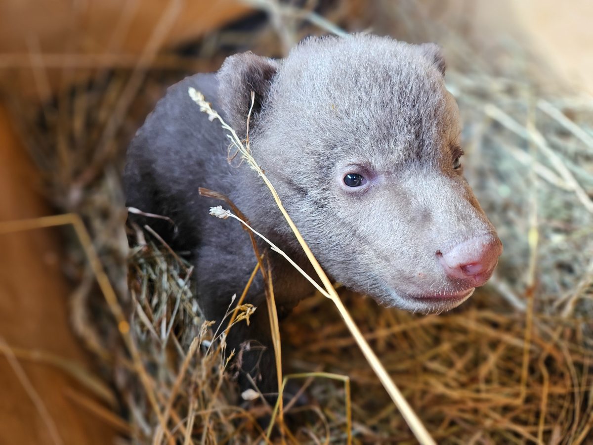 В Тверскую область везут брошенного матерью медвежонка
