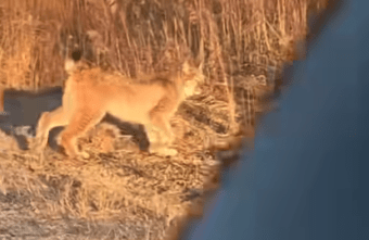 Дикая кошка была замечена на дороге в Тверской области Дикая кошка была замечена на дороге в Тверской области