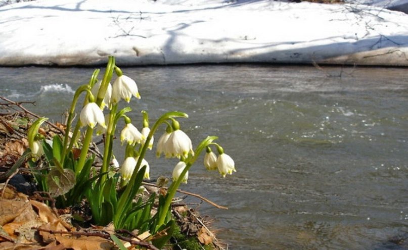 В Тверской области показали, как рыси приветствуют своих женщин В Тверской области показали, как рыси приветствуют своих женщин