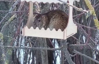 В Тверской области огромные крысы воруют у птиц еду