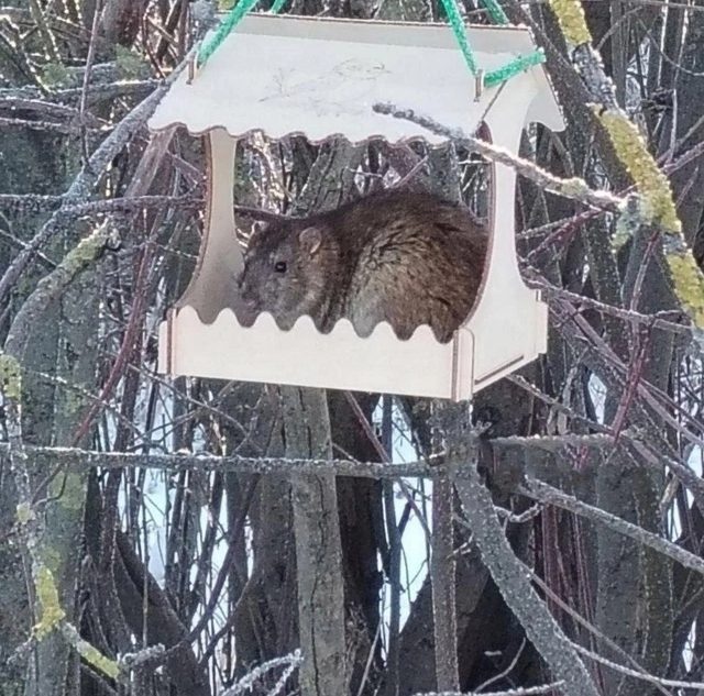 В Тверской области огромные крысы воруют у птиц еду