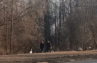 Гуся на шлейке выгуливают жители Тверской области Гуся на шлейке выгуливают жители Тверской области