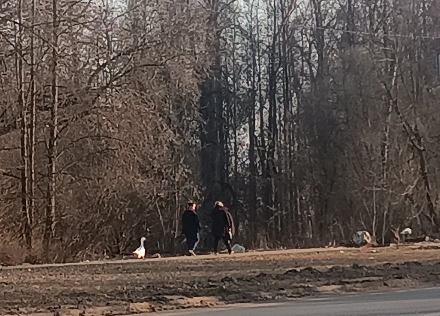 Гуся на шлейке выгуливают жители Тверской области