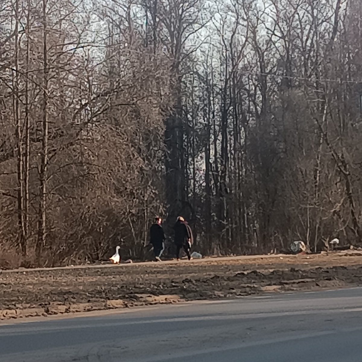 Гуся на шлейке выгуливают жители Тверской области