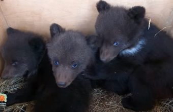 В Тверскую область прибыли осиротевшие медвежата-тройняшки из Красной книги В Тверскую область прибыли осиротевшие медвежата-тройняшки из Красной книги