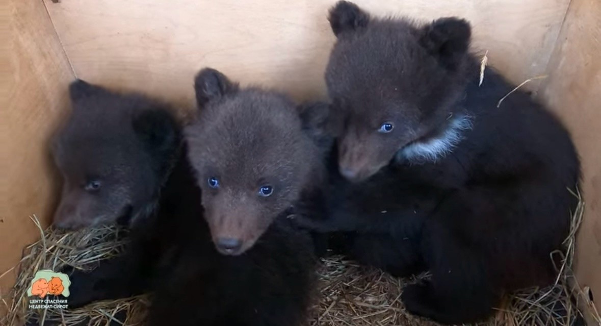 В Тверскую область прибыли осиротевшие медвежата-тройняшки из Красной книги